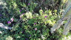 Delosperma versicolor