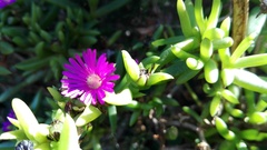 Delosperma versicolor
