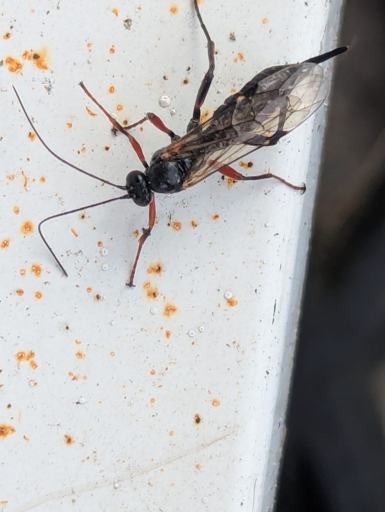 Pimpla turionellae