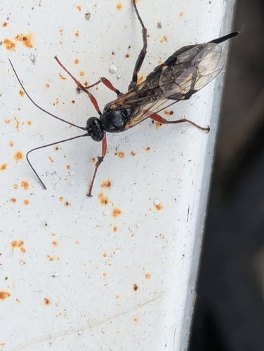 Pimpla turionellae