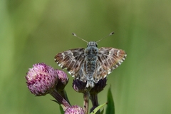 Muschampia floccifera