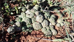 Euphorbia globosa