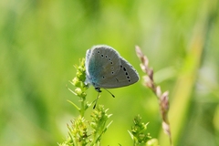 Glaucopsyche lycormas