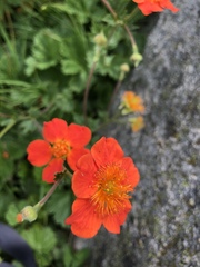 Geum coccineum