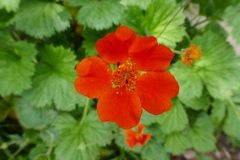 Geum coccineum