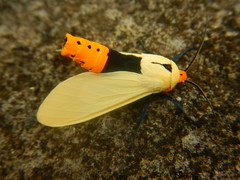 Selenarctia pseudelissa