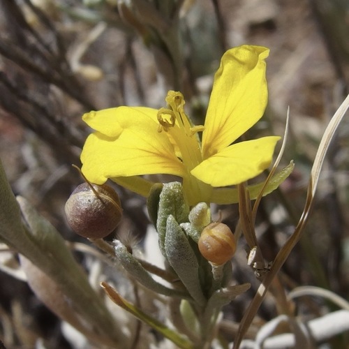Image of Physaria fendleri by (c) Sue Carnahan, some rights reserved (CC BY)