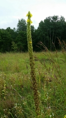 Verbascum thapsus
