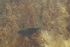 Parablennius parvicornis