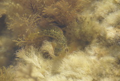 Parablennius parvicornis