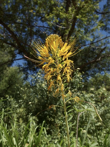 Image of Cleomella jonesii by (c) Sue Carnahan, some rights reserved (CC BY)