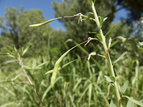 Image of Cleomella jonesii by (c) Sue Carnahan, some rights reserved (CC BY)