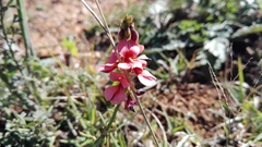 Indigofera heterophylla