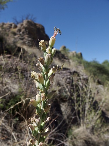 Image of Agave parviflora by (c) Sue Carnahan, some rights reserved (CC BY)