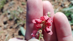 Indigofera heterophylla