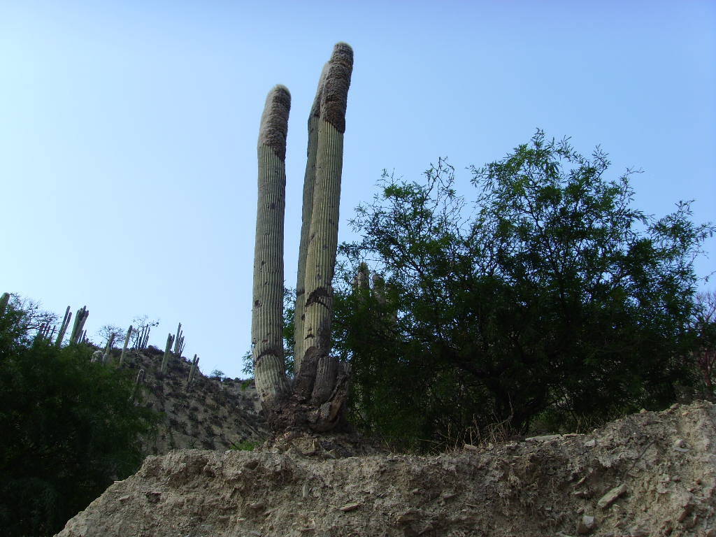 Old Man Cactus In March 2007 By Enrique Flores INaturalist   Large 