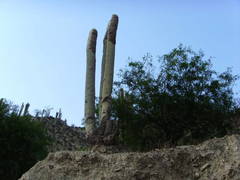 Cephalocereus senilis