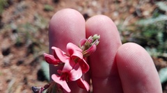 Indigofera heterophylla