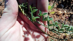 Indigofera heterophylla