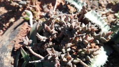 Anacampseros arachnoides