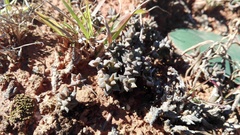 Anacampseros arachnoides