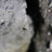 Turinyphia cavernicola - Photo (c) ward123, μερικά δικαιώματα διατηρούνται (CC BY-NC)
