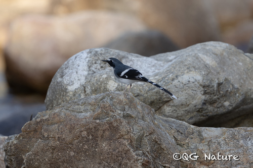 Slaty-backed Forktail (Enicurus schistaceus), photo 8