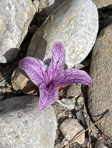 Colchicum variegatum
