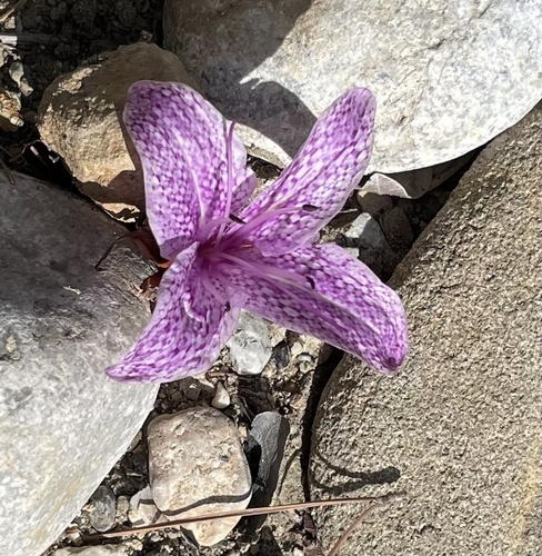 Colchicum variegatum