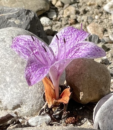 Colchicum variegatum