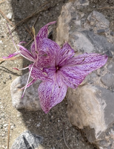 Colchicum variegatum