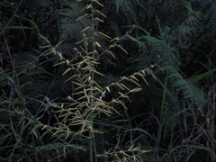 Pitcairnia echinata