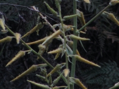 Pitcairnia echinata