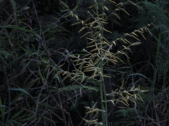 Pitcairnia echinata