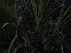 Pitcairnia echinata