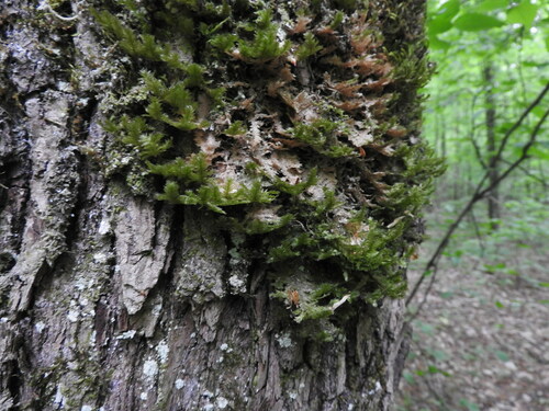 shingle moss