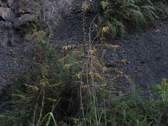 Pitcairnia echinata