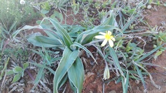 Hypoxis stellipilis