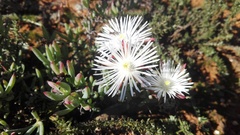 Lampranthus