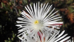 Lampranthus