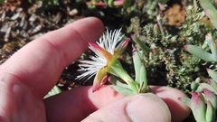 Lampranthus