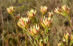 Leucadendron stelligerum