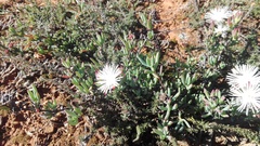 Lampranthus
