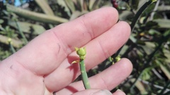 Euphorbia mauritanica