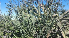 Euphorbia mauritanica