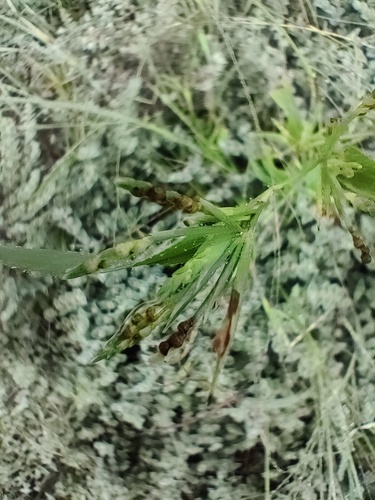 Image of Hackelochloa granularis by (c) Ram Dayal Vaishnav, some rights reserved (CC BY)