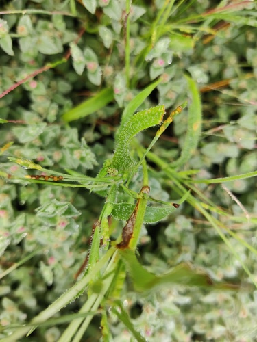Image of Hackelochloa granularis by (c) Ram Dayal Vaishnav, some rights reserved (CC BY)