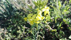 Bulbine frutescens