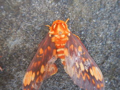 Citheronia