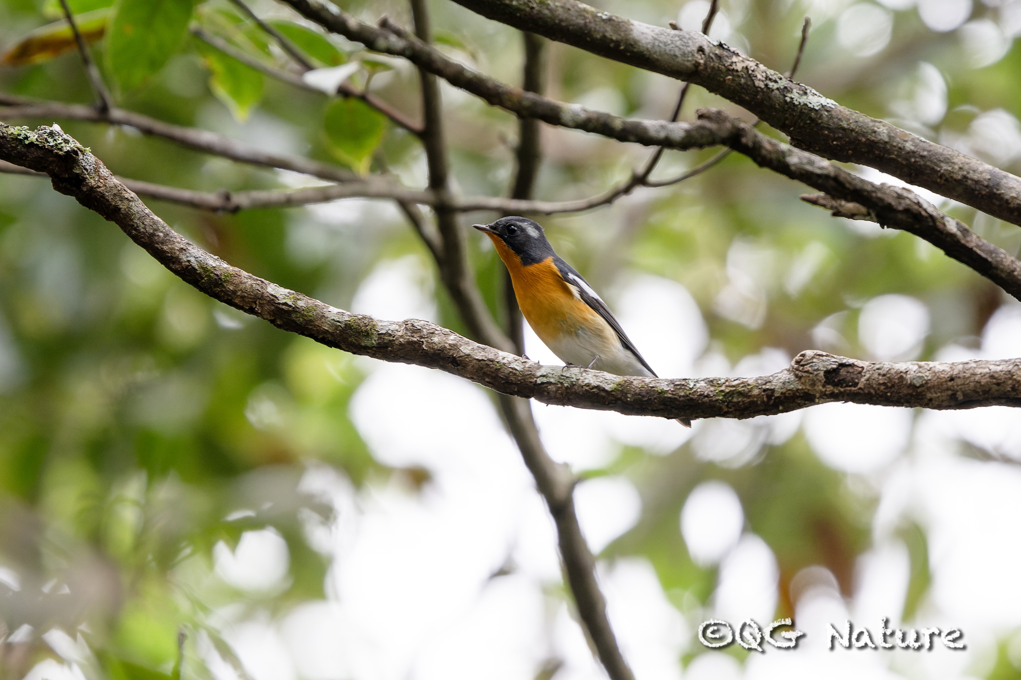 Mugimaki Flycatcher